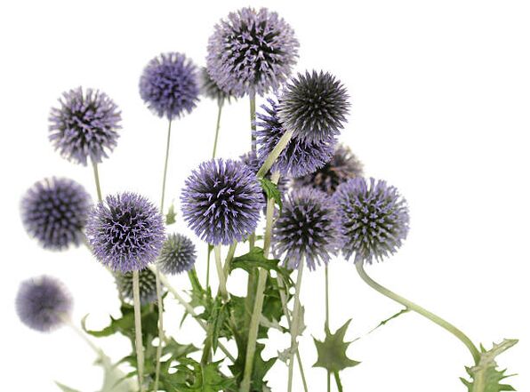 Echinops jako część drzewa Hondro Sol Valgus